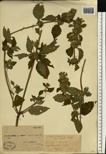 Galeopsis tetrahit L., Eastern Europe, Moscow region (E4a) (Russia)