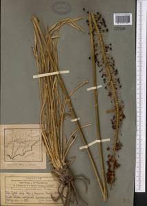 Eremurus stenophyllus, Middle Asia, Pamir & Pamiro-Alai (M2) (Tajikistan)