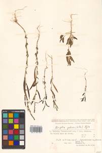 Atriplex patens (Litv.) Iljin, Siberia, Russian Far East (S6) (Russia)