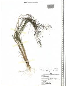Eragrostis albensis H.Scholz, Eastern Europe, Western region (E3) (Russia)