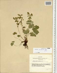 Alchemilla murbeckiana Buser, Siberia, Altai & Sayany Mountains (S2) (Russia)