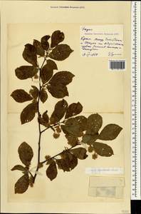 Fagus orientalis Lipsky, Crimea (KRYM) (Russia)