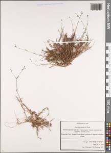 Cynanchica supina subsp. supina, Caucasus, Krasnodar Krai & Adygea (K1a) (Russia)