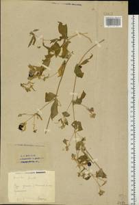 Silene baccifera (L.) Roth, Eastern Europe, Eastern region (E10) (Russia)