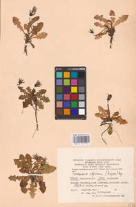 Taraxacum alpinum, Eastern Europe, West Ukrainian region (E13) (Ukraine)