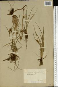 Carex hirta L., Eastern Europe, Estonia (E2c) (Estonia)