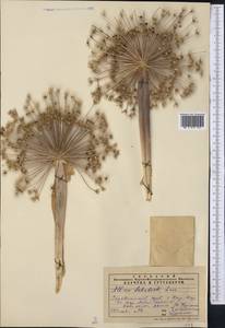 Allium schubertii Zucc., Middle Asia, Pamir & Pamiro-Alai (M2) (Uzbekistan)