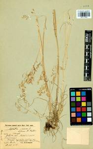 Agrostis vinealis Schreb., Siberia, Baikal & Transbaikal region (S4) (Russia)
