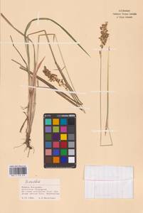 Anthoxanthum, Eastern Europe, Lower Volga region (E9) (Russia)