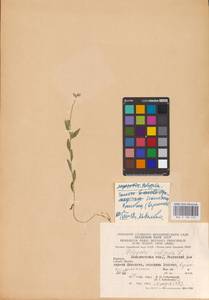 Polygala vulgaris L., Eastern Europe, West Ukrainian region (E13) (Ukraine)