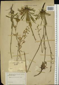 Silene chlorantha (Willd.) Ehrh., Eastern Europe, South Ukrainian region (E12) (Ukraine)