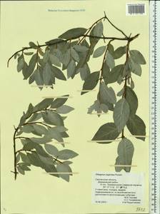 Elaeagnus commutata Bernh. ex Rydb., Eastern Europe, Western region (E3) (Russia)