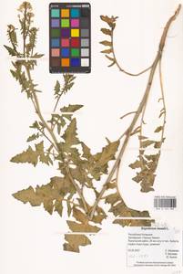 Sisymbrium loeselii L., Eastern Europe, Lower Volga region (E9) (Russia)