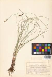 Carex diandra Schrank, Eastern Europe, Eastern region (E10) (Russia)
