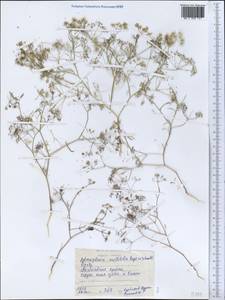 Psammogeton capillifolium (Regel & Schmalh.) Mousavi, Mozaff. & Zarre, Middle Asia, Western Tian Shan & Karatau (M3) (Tajikistan)