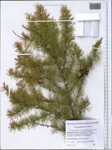 Larix gmelinii (Rupr.) Kuzen., Siberia, Russian Far East (S6) (Russia)