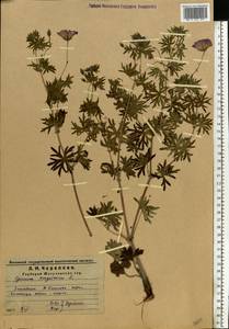 Geranium sanguineum L., Eastern Europe, Middle Volga region (E8) (Russia)