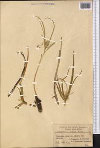 Colchicum robustum (Bunge) Stef., Middle Asia, Syr-Darian deserts & Kyzylkum (M7) (Uzbekistan)