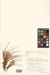 Trichophorum cespitosum (L.) Hartm., Siberia, Chukotka & Kamchatka (S7) (Russia)