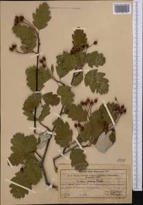 Hedlundia persica (Hedl.) Mezhenskyj, Middle Asia, Western Tian Shan & Karatau (M3) (Uzbekistan)