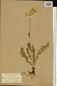 Filipendula vulgaris Moench, Eastern Europe, Lower Volga region (E9) (Russia)