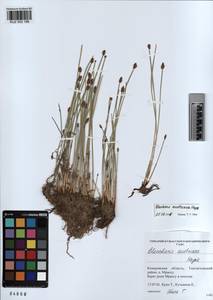 KUZ 002 186, Eleocharis mamillata subsp. austriaca (Hayek) Strandh., Siberia, Altai & Sayany Mountains (S2) (Russia)