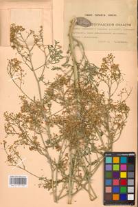Crambe tataria Sebeók, Eastern Europe, Lower Volga region (E9) (Russia)