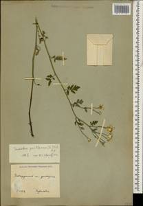 Tanacetum parthenium (L.) Sch. Bip., Caucasus, Stavropol Krai, Karachay-Cherkessia & Kabardino-Balkaria (K1b) (Russia)