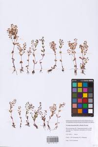 Veronica heureka (M. A. Fisch.) Tzvelev, Eastern Europe, Lower Volga region (E9) (Russia)