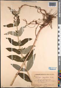Mentha longifolia (L.) L., Caucasus, Krasnodar Krai & Adygea (K1a) (Russia)