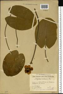 Nuphar lutea (L.) Sm., Eastern Europe, Volga-Kama region (E7) (Russia)