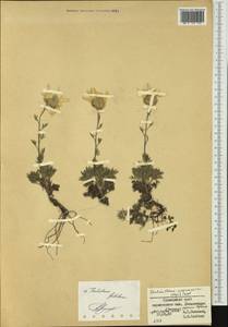 Chrysanthemum maximowiczii Komar, Siberia, Russian Far East (S6) (Russia)