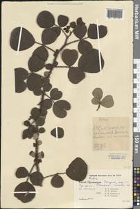 Rubus, South Asia, South Asia (Asia outside ex-Soviet states and Mongolia) (ASIA) (China)