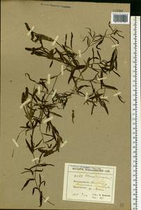 Potamogeton gramineus L., Eastern Europe, North Ukrainian region (E11) (Ukraine)