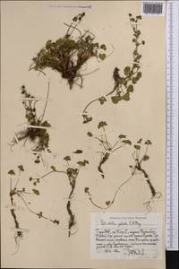 Potentilla crantzii subsp. gelida (C.A.Mey.) Soják, Middle Asia, Pamir & Pamiro-Alai (M2) (Tajikistan)