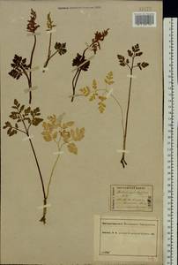 Sceptridium multifidum (S. G. Gmel.) Nishida ex Tagawa, Eastern Europe, Central forest region (E5) (Russia)