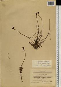 Oreomecon radicatum subsp. radicatum, Siberia, Yakutia (S5) (Russia)