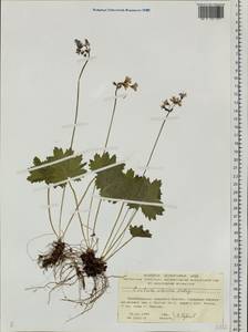 Primula matthioli subsp. sibirica (Andrz. ex Besser) Kovt., Siberia, Central Siberia (S3) (Russia)