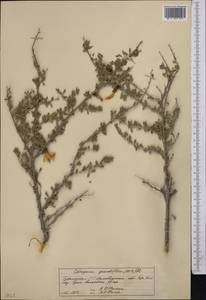 Caragana grandiflora (M.Bieb.)DC., Middle Asia, Kopet Dag, Badkhyz, Small & Great Balkhan (M1) (Turkmenistan)