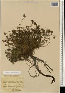 Campanula saxifraga subsp. meyeriana (Rupr.) Ogan., Caucasus, South Ossetia (K4b) (South Ossetia)