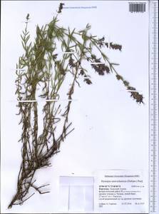Hyssopus seravschanicus (Dubj.) Pazij, Middle Asia, Western Tian Shan & Karatau (M3) (Kyrgyzstan)