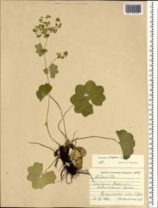 Alchemilla circularis Juz., Mongolia (MONG) (Mongolia)