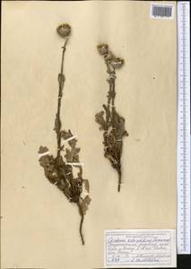 Carduus nutans L., Middle Asia, Dzungarian Alatau & Tarbagatai (M5) (Kazakhstan)