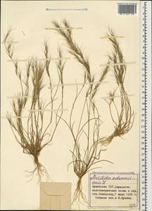 Aristida adscensionis L., Caucasus, Armenia (K5) (Armenia)