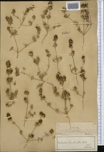 Pyankovia brachiata (Pall.) Akhani & Roalson, Middle Asia, Muyunkumy, Balkhash & Betpak-Dala (M9) (Kazakhstan)
