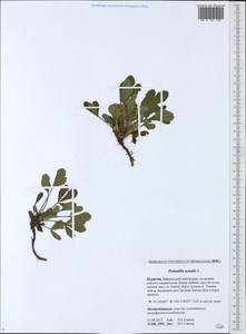 Potentilla acaulis L., Siberia, Baikal & Transbaikal region (S4) (Russia)