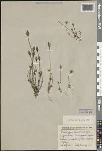 Lomatogonium carinthiacum (Wulfen) Rchb., Middle Asia, Pamir & Pamiro-Alai (M2) (Tajikistan)