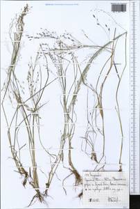 Eragrostis, Africa (AFR) (Ethiopia)