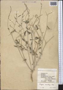 Astragalus squarrosus Bunge, Middle Asia, Syr-Darian deserts & Kyzylkum (M7) (Uzbekistan)