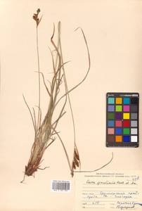 Carex gmelinii Hook. & Arn., Siberia, Russian Far East (S6) (Russia)